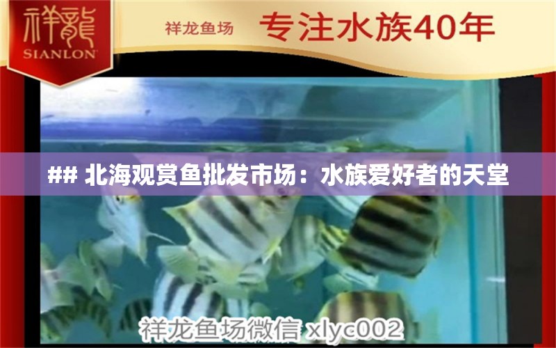 ## 北海观赏鱼批发市场：水族爱好者的天堂