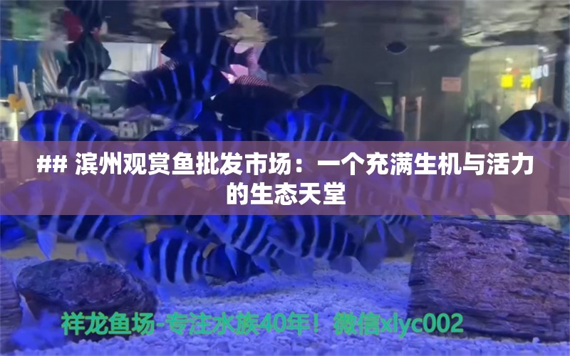 ## 滨州观赏鱼批发市场：一个充满生机与活力的生态天堂 虎鱼百科