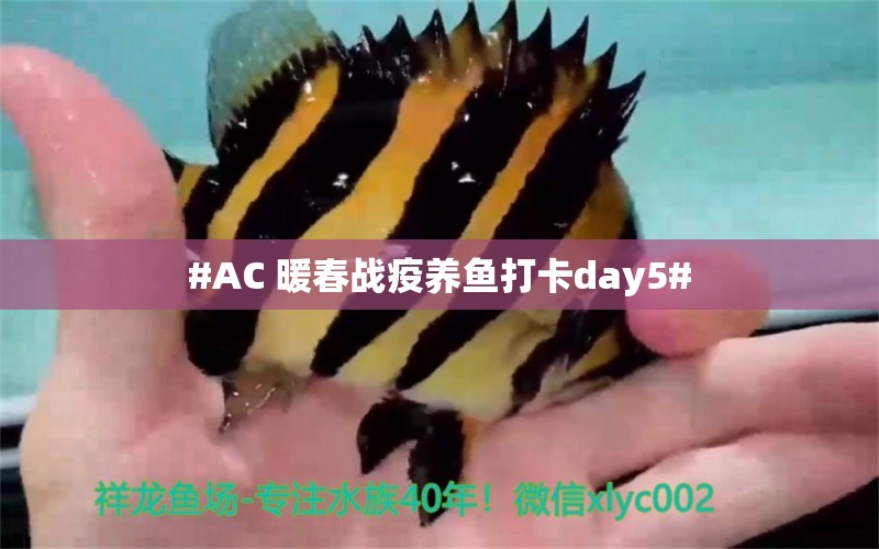 #AC 暖春战疫养鱼打卡day5# 观赏鱼论坛 第5张