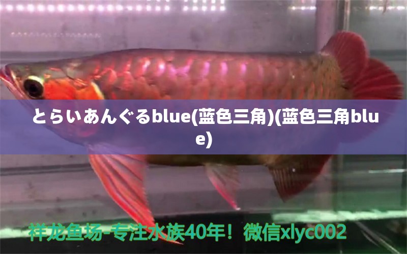 とらいあんぐるblue(蓝色三角)(蓝色三角blue) 观赏鱼 第1张