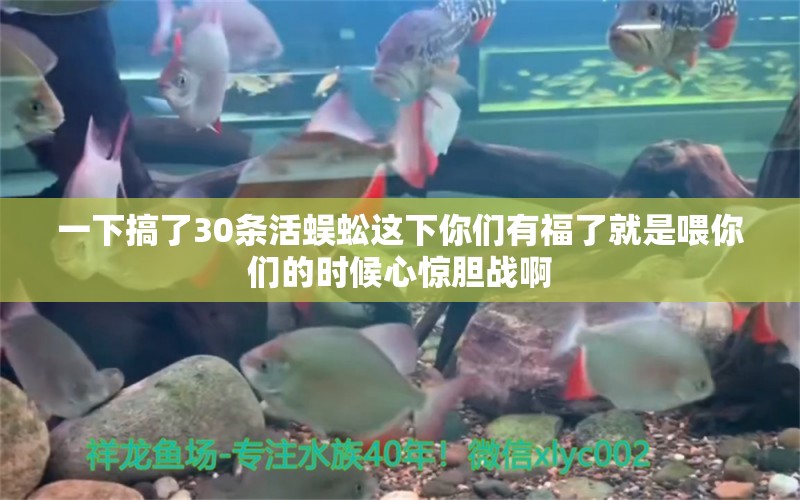 一下搞了30条活蜈蚣这下你们有福了就是喂你们的时候心惊胆战啊