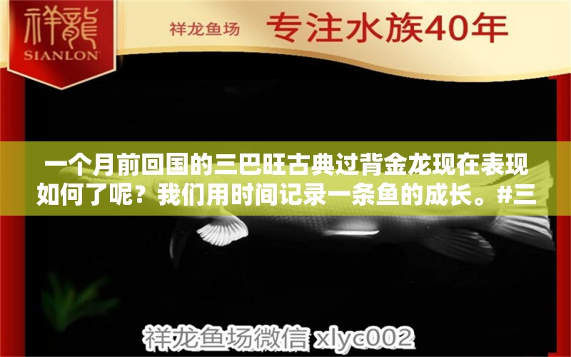 一个月前回国的三巴旺古典过背金龙现在表现如何了呢？我们用时间记录一条鱼的成长。#三巴旺龙鱼 #金龙 #养鱼日记（一个月前回国的三巴旺古典过背金龙现在表现如何了） 观赏鱼论坛 第1张