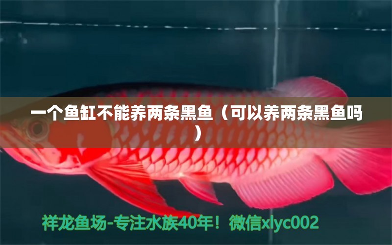 一个鱼缸不能养两条黑鱼（可以养两条黑鱼吗） 广州观赏鱼批发市场