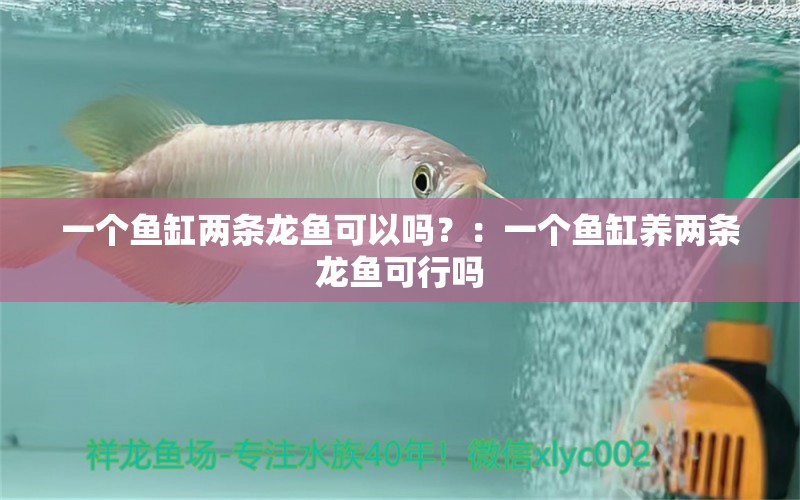 一个鱼缸两条龙鱼可以吗？：一个鱼缸养两条龙鱼可行吗 龙鱼百科 第1张