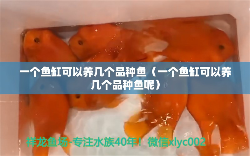 一个鱼缸可以养几个品种鱼（一个鱼缸可以养几个品种鱼呢）