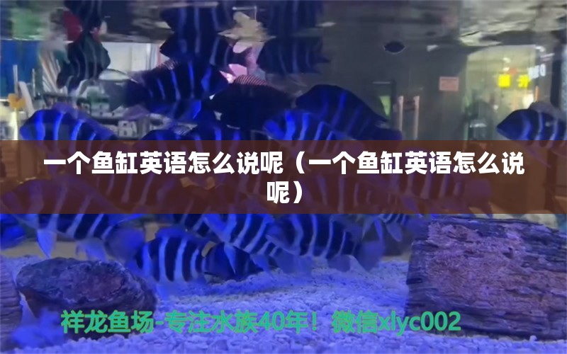 一个鱼缸英语怎么说呢（一个鱼缸英语怎么说呢）