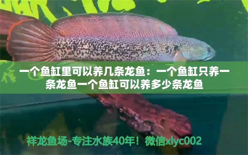 一个鱼缸里可以养几条龙鱼：一个鱼缸只养一条龙鱼一个鱼缸可以养多少条龙鱼