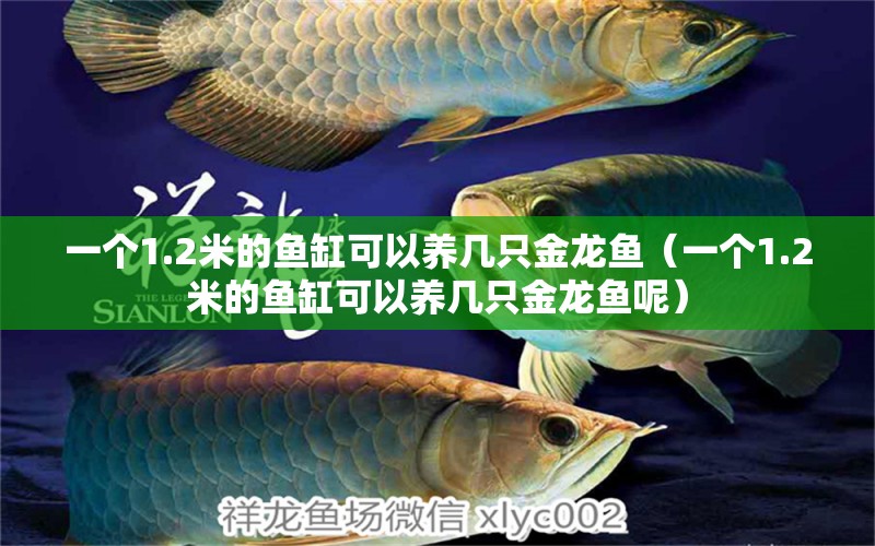 一个1.2米的鱼缸可以养几只金龙鱼（一个1.2米的鱼缸可以养几只金龙鱼呢）