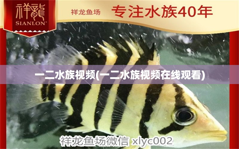 一二水族视频(一二水族视频在线观看) 七纹巨鲤鱼 第2张