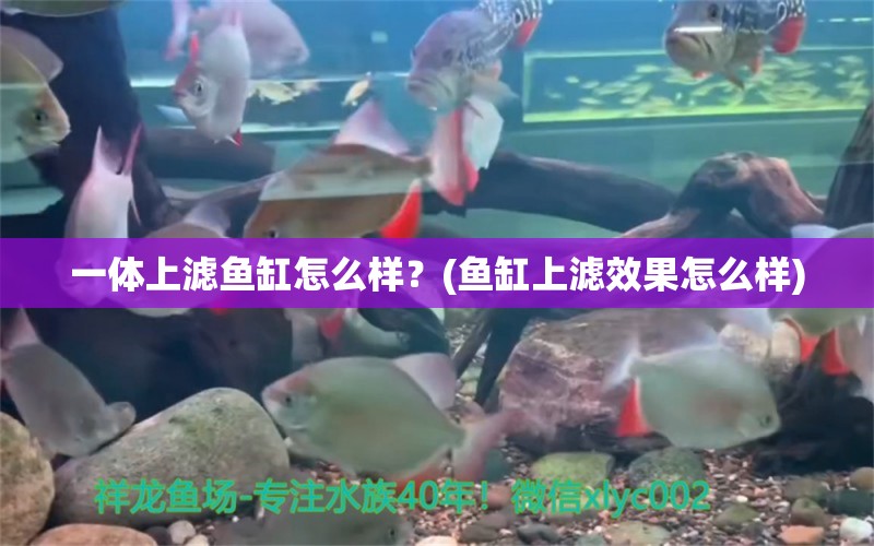 一体上滤鱼缸怎么样？(鱼缸上滤效果怎么样)