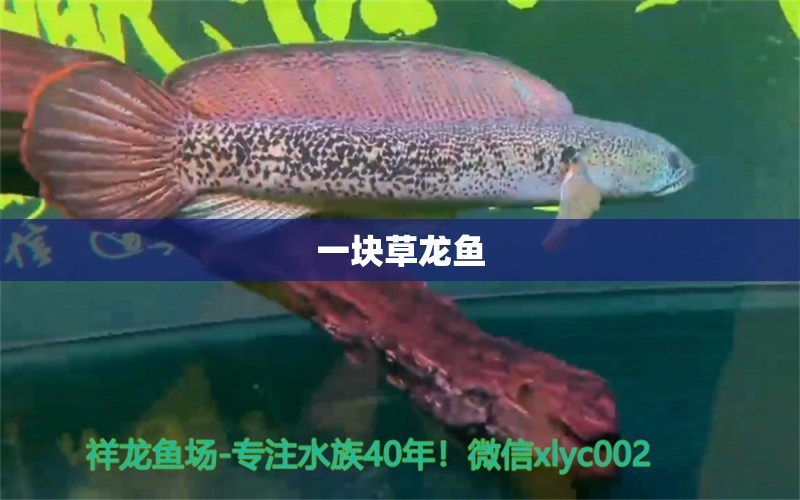 一块草龙鱼