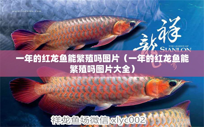 一年的红龙鱼能繁殖吗图片（一年的红龙鱼能繁殖吗图片大全） 龙鱼百科