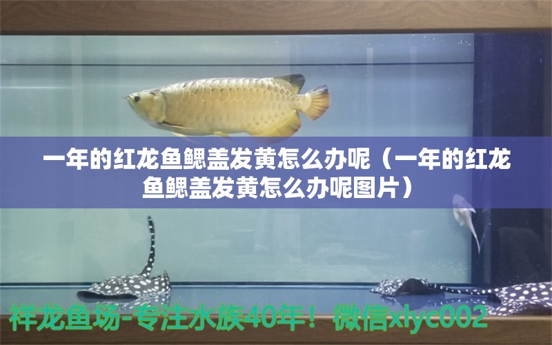 一年的红龙鱼鳃盖发黄怎么办呢（一年的红龙鱼鳃盖发黄怎么办呢图片） 印尼红龙鱼