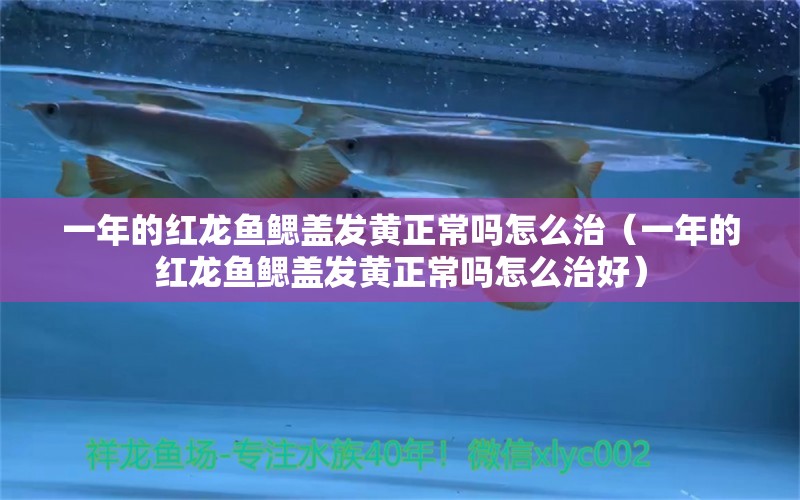 一年的红龙鱼鳃盖发黄正常吗怎么治（一年的红龙鱼鳃盖发黄正常吗怎么治好）