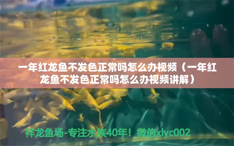 一年红龙鱼不发色正常吗怎么办视频（一年红龙鱼不发色正常吗怎么办视频讲解） 印尼红龙鱼