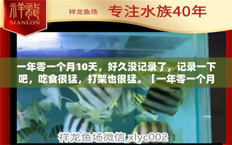 一年零一个月10天，好久没记录了，记录一下吧，吃食很猛，打架也很猛。【一年零一个月10天】 观赏鱼论坛 第2张