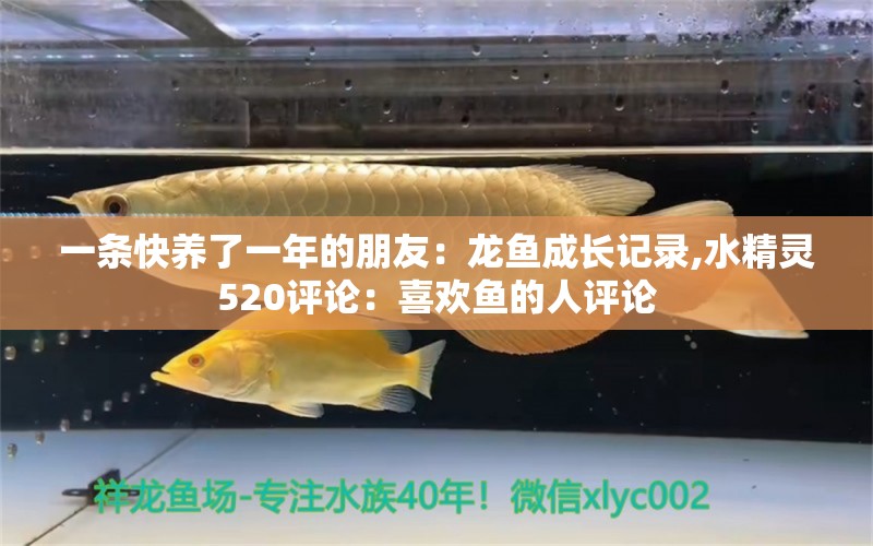 一条快养了一年的朋友：龙鱼成长记录,水精灵520评论：喜欢鱼的人评论 观赏鱼论坛 第2张