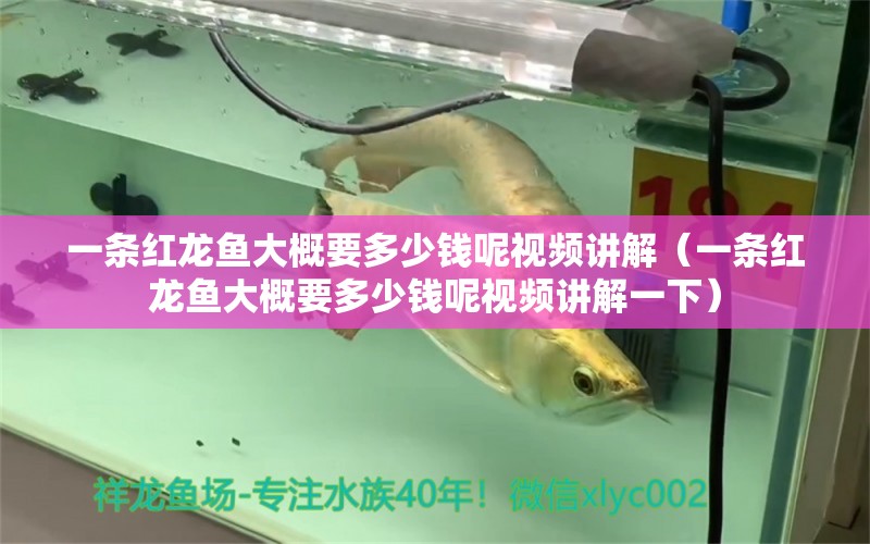 一条红龙鱼大概要多少钱呢视频讲解（一条红龙鱼大概要多少钱呢视频讲解一下） 祥龙水族医院