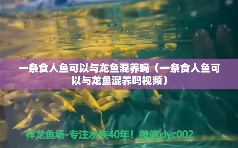 一条食人鱼可以与龙鱼混养吗（一条食人鱼可以与龙鱼混养吗视频） 食人鱼（水虎）