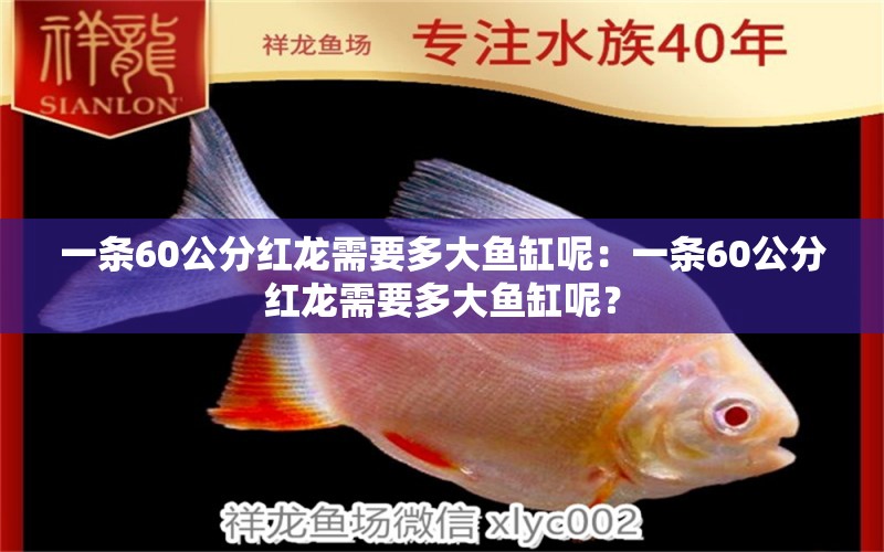 一条60公分红龙需要多大鱼缸呢：一条60公分红龙需要多大鱼缸呢？