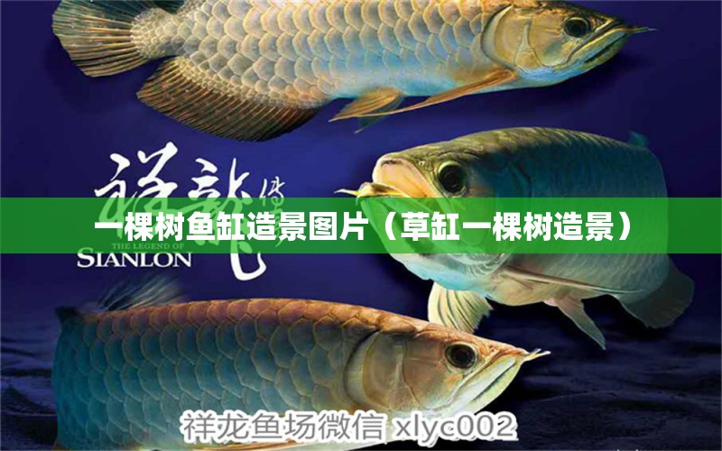 一棵树鱼缸造景图片（草缸一棵树造景） 广州观赏鱼批发市场