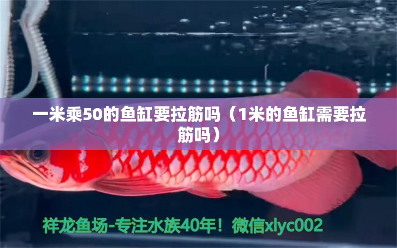 一米乘50的鱼缸要拉筋吗（1米的鱼缸需要拉筋吗） 鱼缸百科