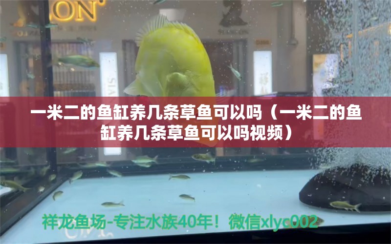 一米二的鱼缸养几条草鱼可以吗（一米二的鱼缸养几条草鱼可以吗视频） 其他品牌鱼缸