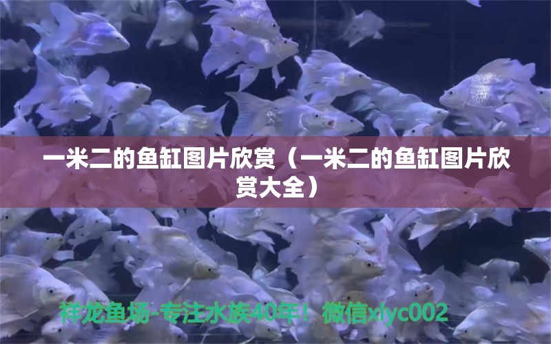 一米二的鱼缸图片欣赏（一米二的鱼缸图片欣赏大全）