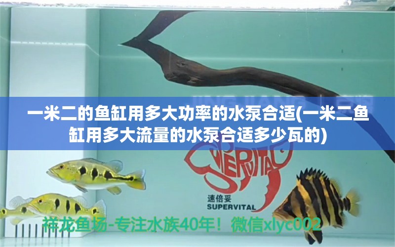 一米二的鱼缸用多大功率的水泵合适(一米二鱼缸用多大流量的水泵合适多少瓦的)