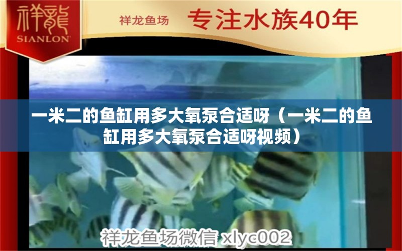 一米二的鱼缸用多大氧泵合适呀（一米二的鱼缸用多大氧泵合适呀视频）