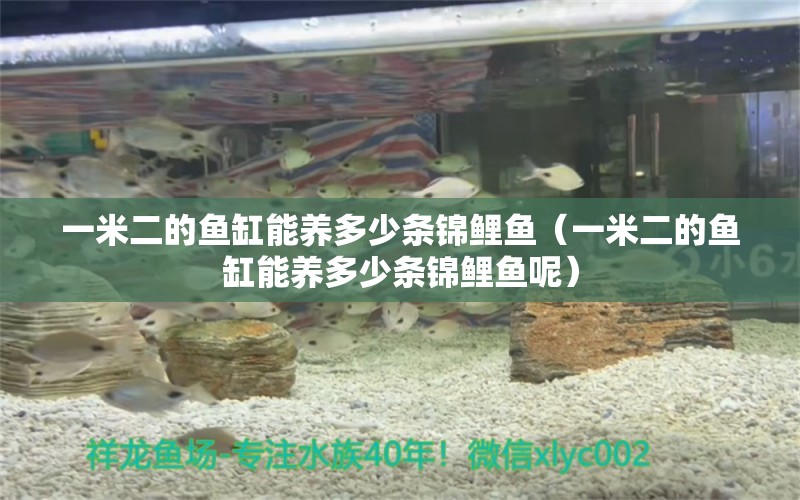 一米二的鱼缸能养多少条锦鲤鱼（一米二的鱼缸能养多少条锦鲤鱼呢）
