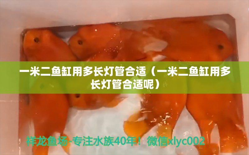 一米二鱼缸用多长灯管合适（一米二鱼缸用多长灯管合适呢）