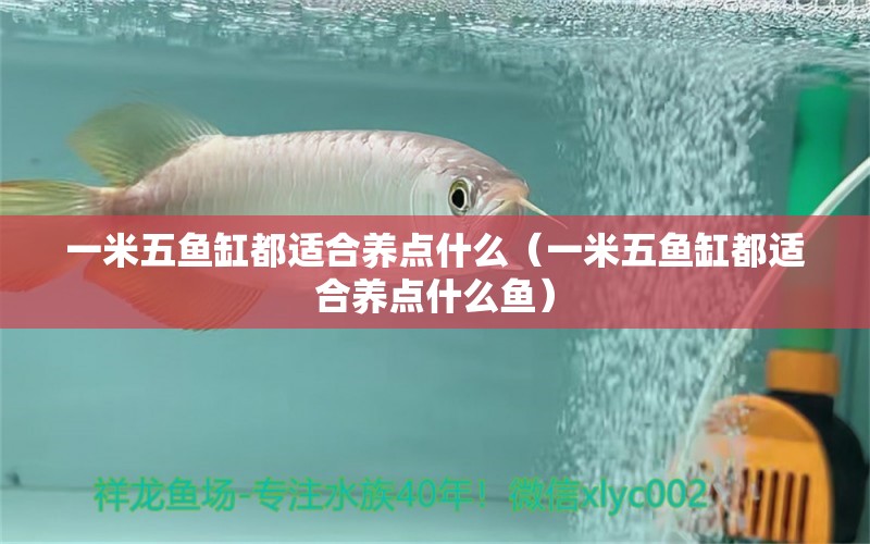 一米五鱼缸都适合养点什么（一米五鱼缸都适合养点什么鱼）