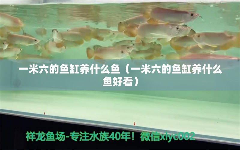 一米六的鱼缸养什么鱼（一米六的鱼缸养什么鱼好看） 观赏鱼市场（混养鱼）