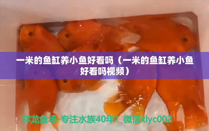 一米的鱼缸养小鱼好看吗（一米的鱼缸养小鱼好看吗视频） 鱼缸百科