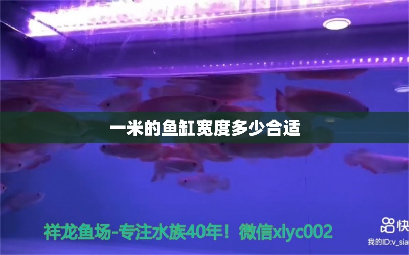 一米的鱼缸宽度多少合适 鱼缸百科 第1张