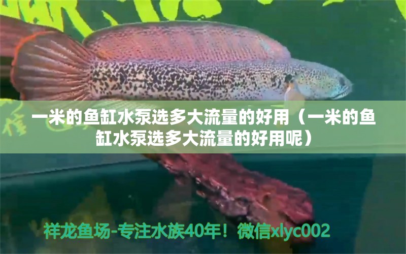 一米的鱼缸水泵选多大流量的好用（一米的鱼缸水泵选多大流量的好用呢） 鱼缸水泵