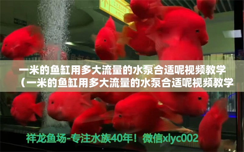 一米的鱼缸用多大流量的水泵合适呢视频教学（一米的鱼缸用多大流量的水泵合适呢视频教学下载） 鱼缸百科