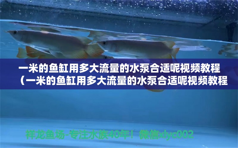 一米的鱼缸用多大流量的水泵合适呢视频教程（一米的鱼缸用多大流量的水泵合适呢视频教程下载）