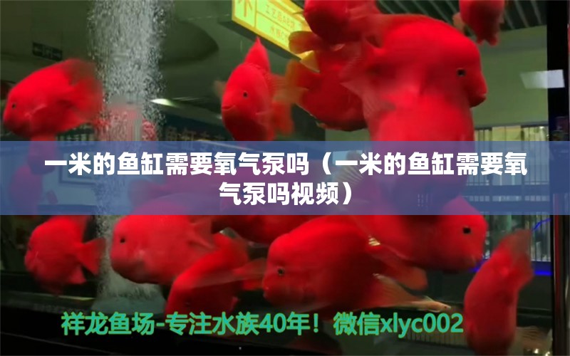 一米的鱼缸需要氧气泵吗（一米的鱼缸需要氧气泵吗视频）