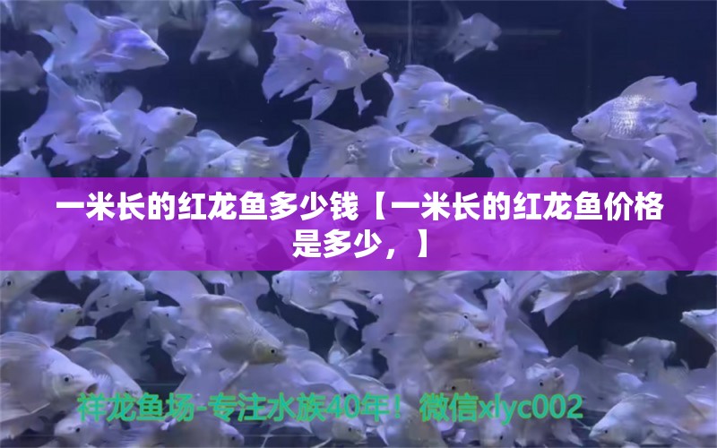 一米长的红龙鱼多少钱【一米长的红龙鱼价格是多少，】 水族问答 第2张