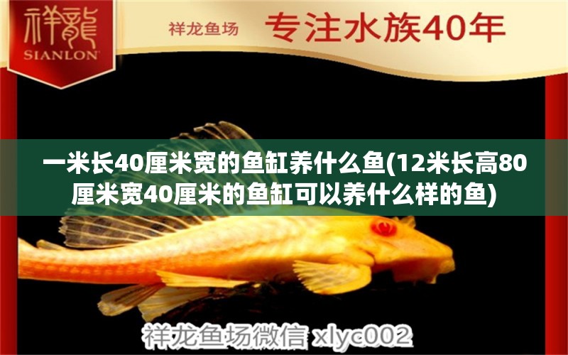 一米长40厘米宽的鱼缸养什么鱼(12米长高80厘米宽40厘米的鱼缸可以养什么样的鱼)