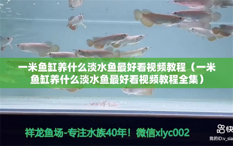 一米鱼缸养什么淡水鱼最好看视频教程（一米鱼缸养什么淡水鱼最好看视频教程全集） 鱼缸百科