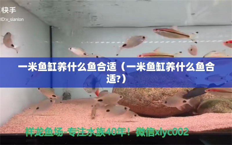 一米鱼缸养什么鱼合适（一米鱼缸养什么鱼合适?）