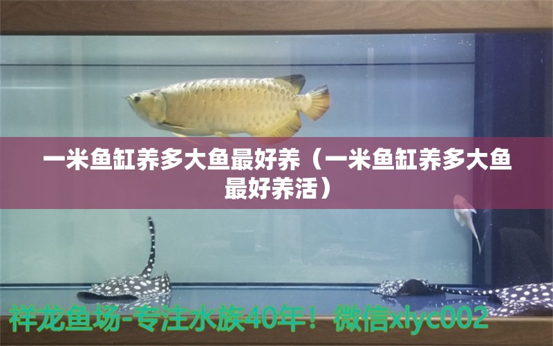 一米鱼缸养多大鱼最好养（一米鱼缸养多大鱼最好养活） 鱼缸百科