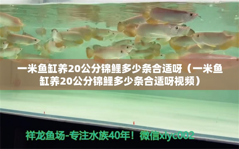 一米鱼缸养20公分锦鲤多少条合适呀（一米鱼缸养20公分锦鲤多少条合适呀视频） 鱼缸百科