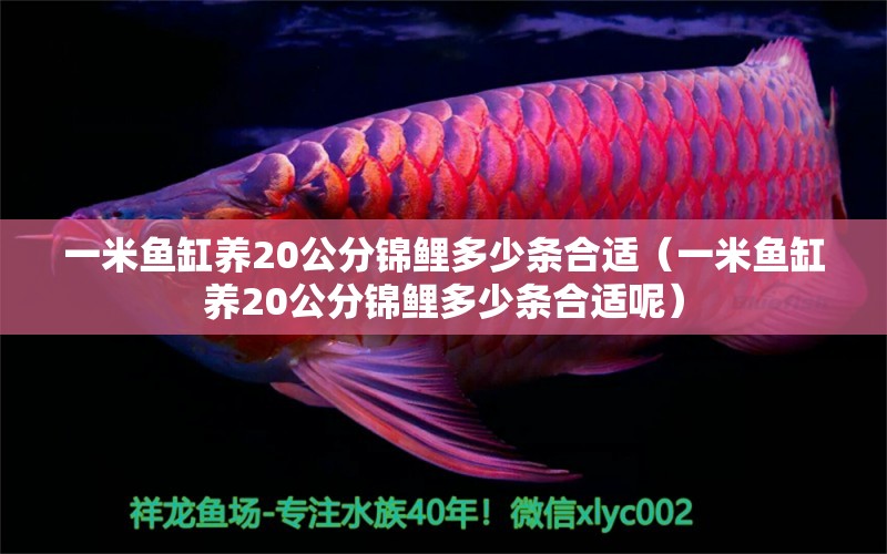 一米鱼缸养20公分锦鲤多少条合适（一米鱼缸养20公分锦鲤多少条合适呢） 鱼缸百科