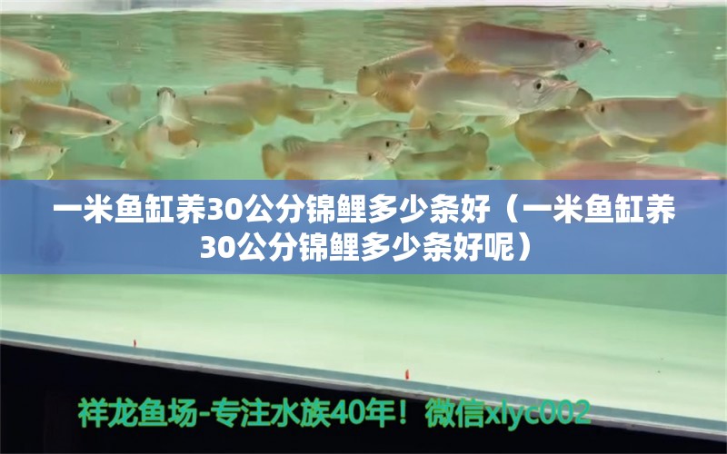 一米鱼缸养30公分锦鲤多少条好（一米鱼缸养30公分锦鲤多少条好呢） 鱼缸百科