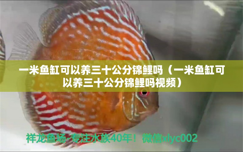 一米鱼缸可以养三十公分锦鲤吗（一米鱼缸可以养三十公分锦鲤吗视频） 鱼缸