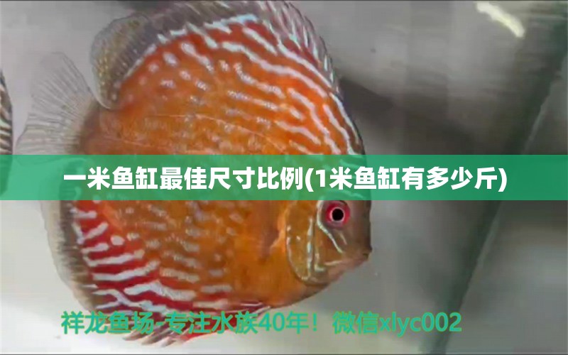 一米鱼缸最佳尺寸比例(1米鱼缸有多少斤)